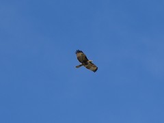 Buteo jamaicensis