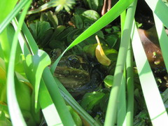 Leptodactylus luctator