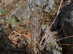 Festuca ammobia