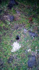 Dugesiella anitahoffmannae