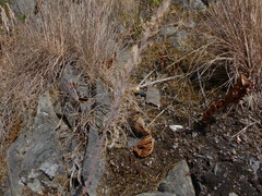Festuca ammobia