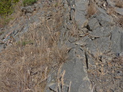 Festuca ammobia