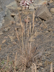 Festuca ammobia