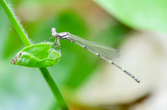 Nososticta impercepta