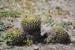 Mammillaria karwinskiana