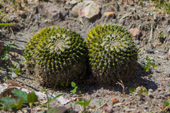 Mammillaria karwinskiana