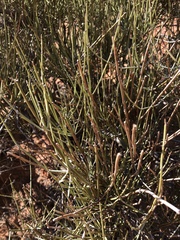 Ephedra aspera