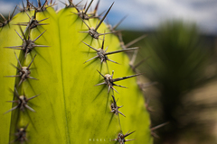 Myrtillocactus schenckii