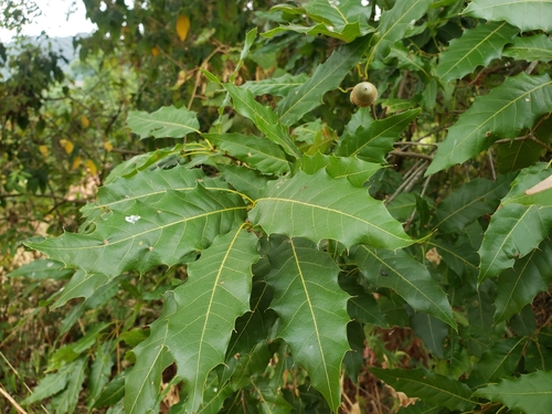 Quercus uxoris