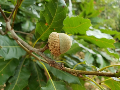 Quercus uxoris