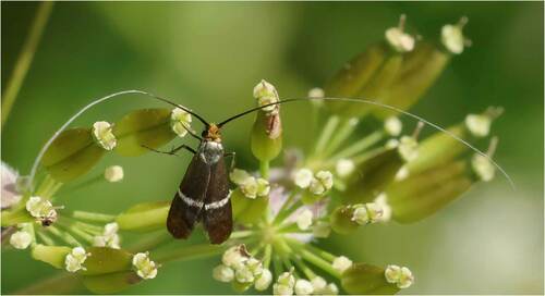 Adela australis