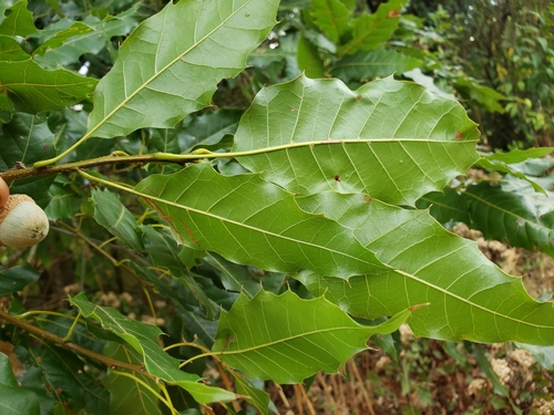 Quercus uxoris