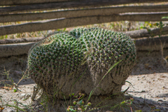 Mammillaria karwinskiana