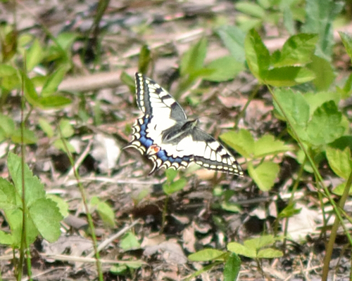 Butterfly