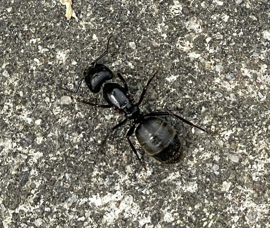 Eastern Black Carpenter Ant From Rochester St Lima Ny Us On May