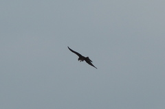 Milvus migrans parasitus