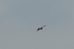 Milvus migrans parasitus