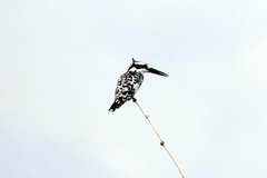 Ceryle rudis