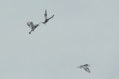 Ceryle rudis