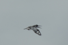 Ceryle rudis