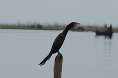 Microcarbo africanus