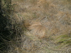 Festuca washingtonica