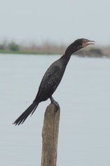 Microcarbo africanus