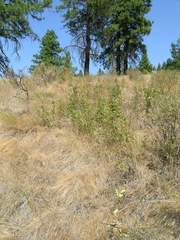 Festuca washingtonica