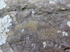 Gyalolechia xanthostigmoidea