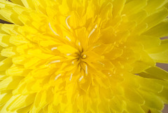 Malacothrix glabrata