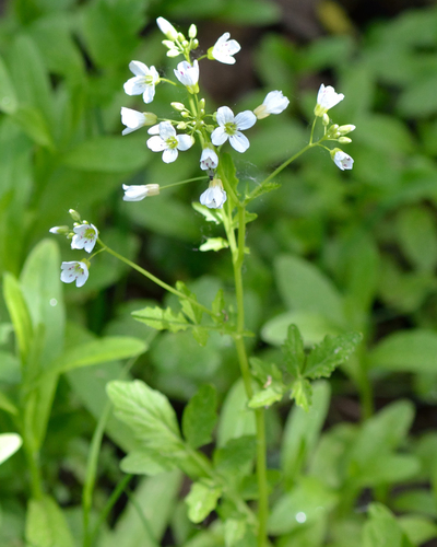 Cardamine amara (Cardamine amara)