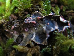 Illosporium carneum