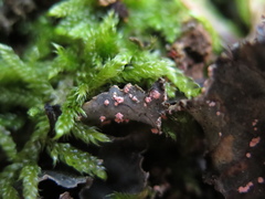 Illosporium carneum