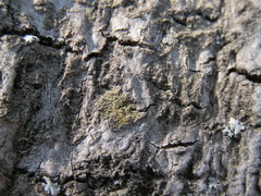 Gyalolechia xanthostigmoidea