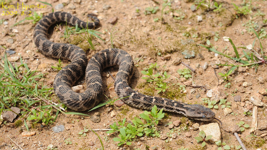 Central Asian Pitviper from Cheongyang, KR-GN, KR on August 2, 2009 by ...