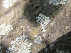 Gyalolechia xanthostigmoidea