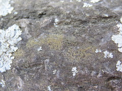 Gyalolechia xanthostigmoidea