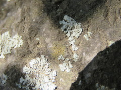 Gyalolechia xanthostigmoidea