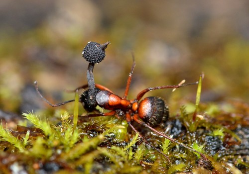 Ferruginous Carpenter Ant
