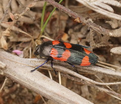 Castiarina thomsoni