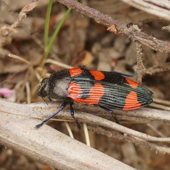 Castiarina thomsoni