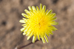 Malacothrix glabrata