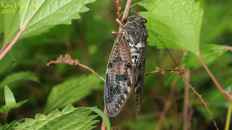 Large Brown Cicada
