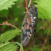 Large Brown Cicada - Photo (c) Kim, Hyun-tae, some rights reserved (CC BY), uploaded by Kim, Hyun-tae
