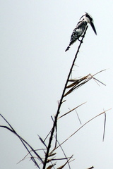 Ceryle rudis