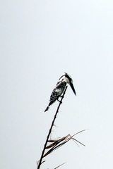 Ceryle rudis