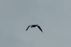 Phalacrocoracidae