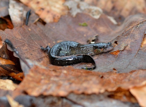 Holbrook’s Southern Dusky Salamander