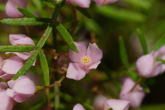 Boronia muelleri