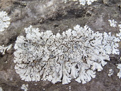 Physcia biziana
